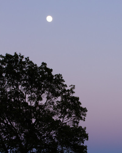 Moon and Oak by b2witte