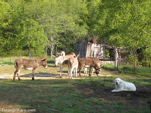 Daisy on donkey guard dog duty (8) - FarmgirlFare.com