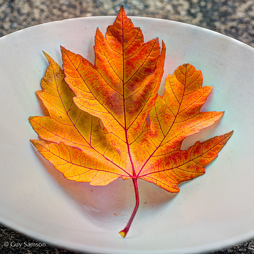 L'automne dans l'assiette / Autumn In A Plate by guysamsonphoto