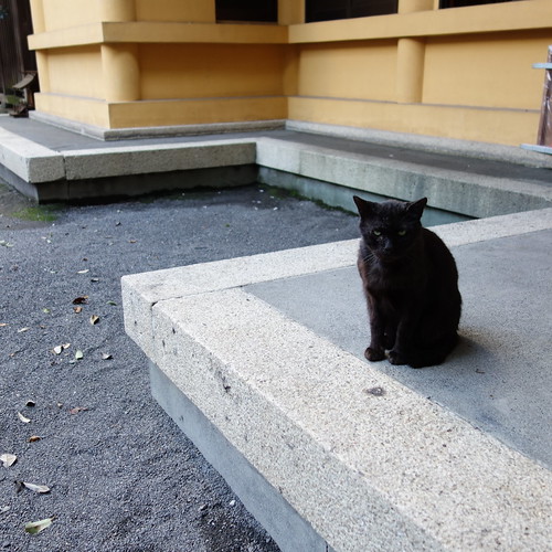 神社の黒猫。