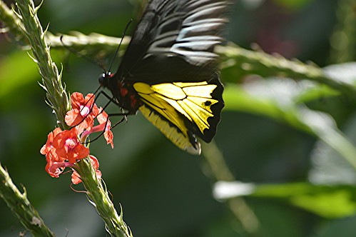 Fluttering Birdwing on coral Porterweed (15) by jungle mama