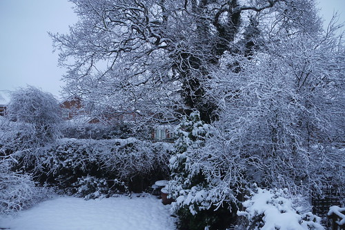 Snow in My Garden