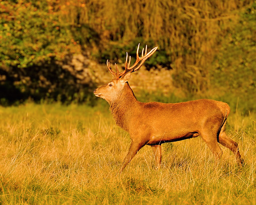 Red Deer Stag by Andy Pritchard - Barrowford