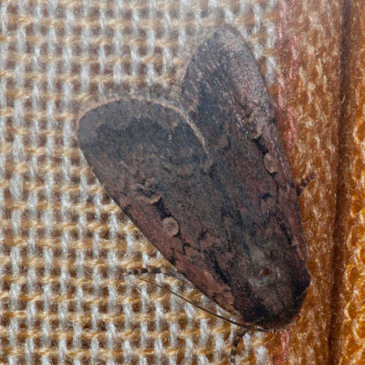 （ヒメ）アカマエヤガ Spaelotis nipona　or　S. ravida