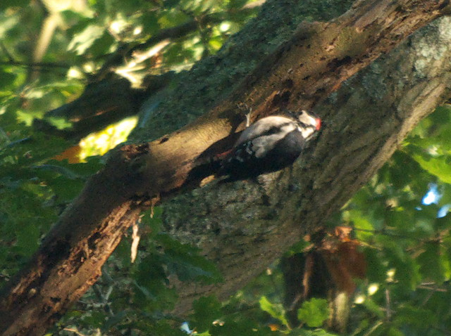 DSC_4944 Greater spotted woodpecker