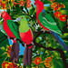 King Parrots : all in the family