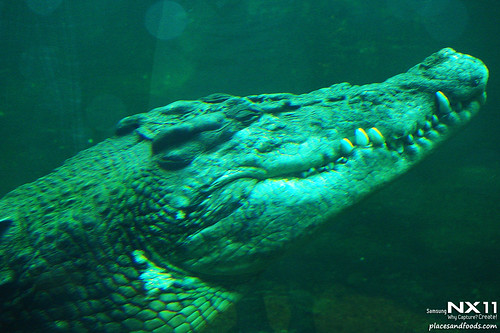 WILD LIFE Sydney Zoo crocodile