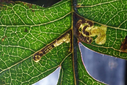 Stigmella perpygmaeella larva and leaf mine on Crataegus