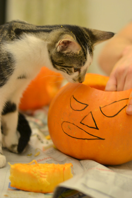 Stella helps carve pumpkins