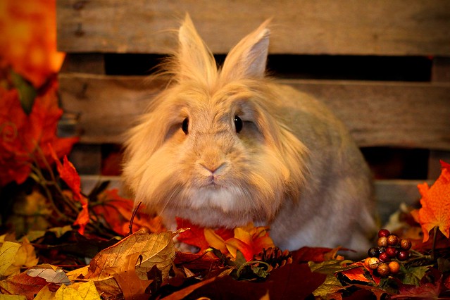 Autumn Rabbit | Flickr - Photo Sharing!