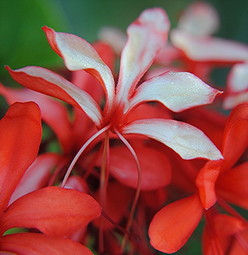 Dew-covered brilliant red Glorybower is "graying" as the weather cools by jungle mama
