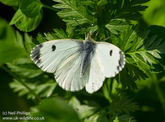 Female orange tip butterfly courting 3