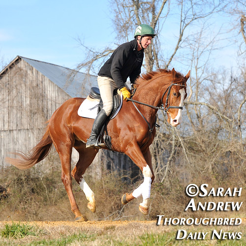 Retired Racehorse Training Project’s 100 Day Thoroughbred Challenge: Alluring Punch