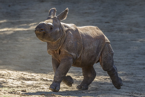 Rhino Calf by Official San Diego Zoo