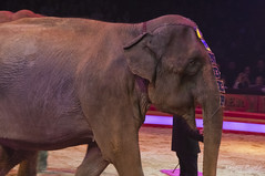 Les éléphants du cirque pinder