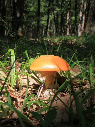 Single-Yellow-Mushroom-in-the-Woods_Sunshine__IMG_1651 by Public Domain Photos