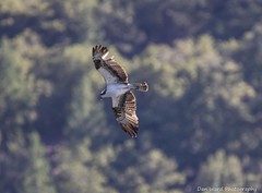 Ospreys In Flight - Lake Siskyou August 2016
