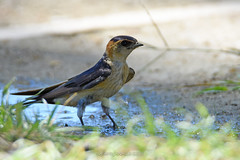Andorinha-dáurica | Red-rumped Swallow (Cecropis daurica)