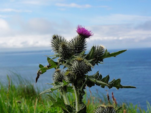 Thistle by the Sea