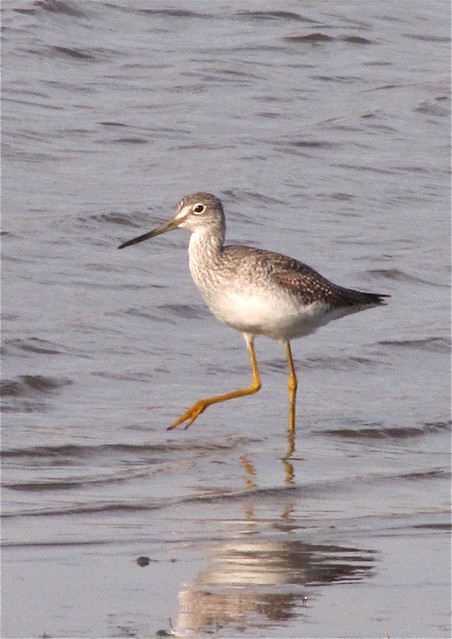 Greater Yellowlegs at Evergreen Lake in McLean County, IL 01