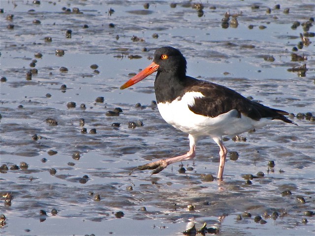 American Oystercatcher Seen from the Lighthouse Trail at Fort Pulaski 15