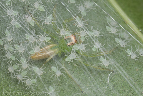 Epeus sp. mommy jumping spider with her newly hatched spiderlings IMG_1573 copy