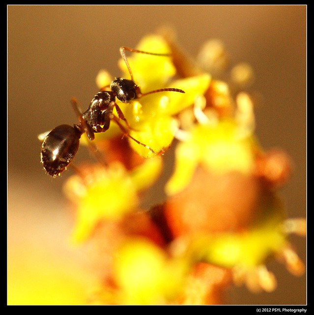 Unknown ant visiting soapberry flower