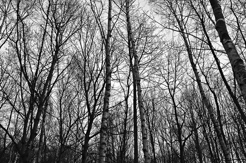 Swinnow Woods 3 by birbee