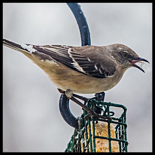 Mockingbird by Southernpixel - Alby Headrick