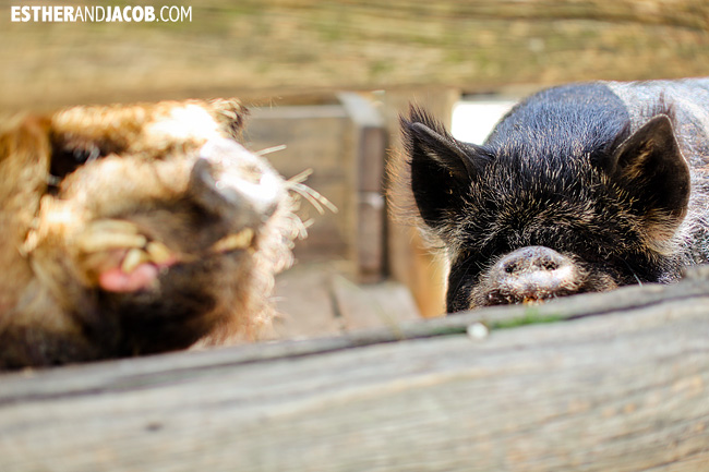 Kunekune Pigs at Willowbank Wildlife Reserve New Zealand Animals | A Guide to South Island New Zealand