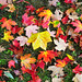 Leafs posted by Ol' Mr Boston to Flickr