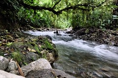 Bosque de Paz Nature Reserve - Costa Rica