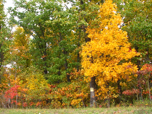fall foliage with hickory tree