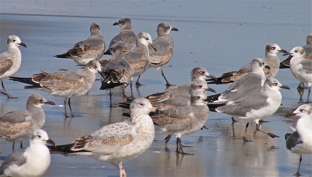Ring-billed and Lauging Gulls at the North Beach on Tybee Island 06