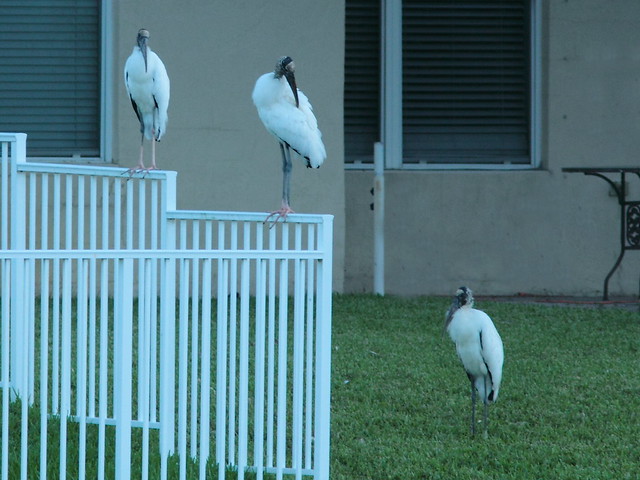 Wood Storks 2-20121023