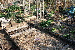 october vegetable garden plot 016