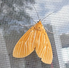 Snouted Tiger Moth (Asota egens confinis)