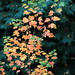 Burcina Foliage 2012 01