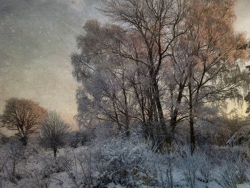 Winter in the meadow by Sarah Jarrett