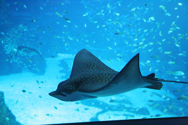Spotted eagle ray - we nicknamed him "Manja Ray" cos he just seems to want us to pet him