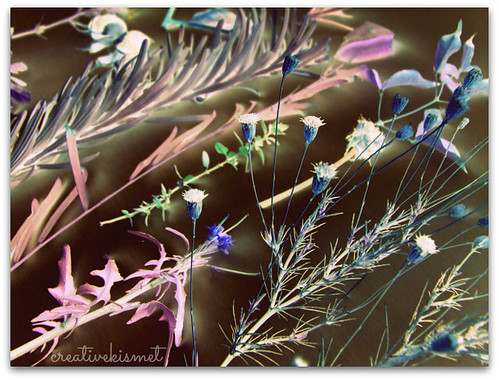 inverted color with yestercolor digital processing