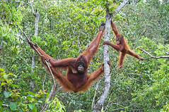 瀕危的紅毛猩猩，在印尼的森林裡擺盪。攝影：朱諾（Runaway Juno）