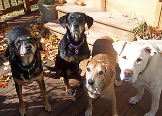 4dogs_101312