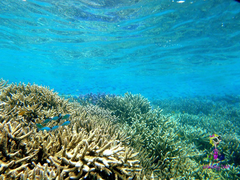 The healthy corals of Tuble sanctuary 