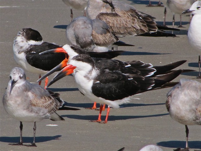 Black Skimmer and Laughing Gull at the North Beach at Tybee Island 06