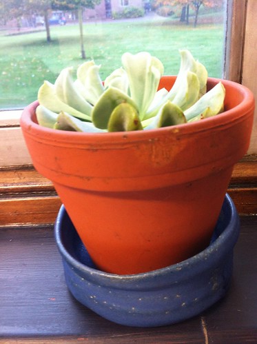Cactus in hand-thrown pot