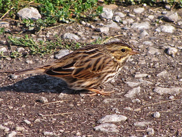 Savannah Sparrow at Gridley Wastewater Treatment Ponds 19