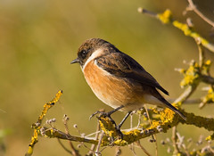 Stonechat & Whinchat
