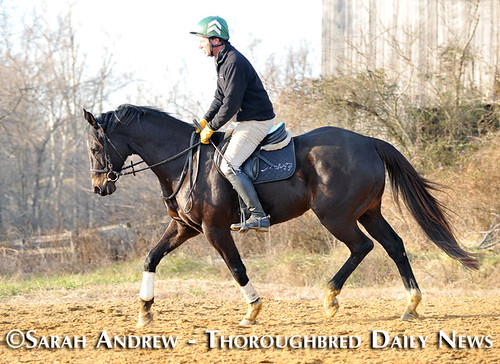 Declan's Moon: Retired Racehorse Training Project 100-Day Thoroughbred Challenge