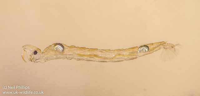 Phantom midge larva Chaoborussp